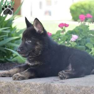 Colton, German Shepherd Puppy