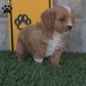 Master, Cavapoo Puppy