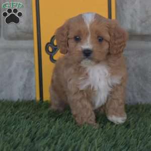 Master, Cavapoo Puppy
