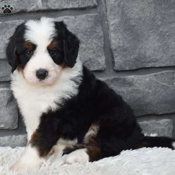 Cuddles, Mini Bernedoodle Puppy