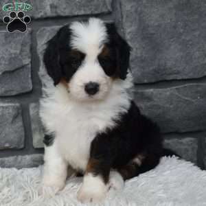 Cuddles, Mini Bernedoodle Puppy
