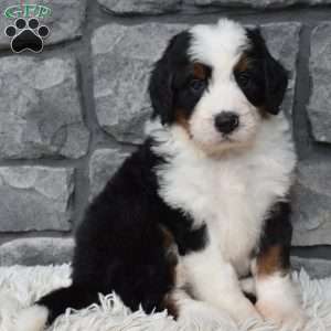 Cuddles, Mini Bernedoodle Puppy