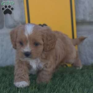 Master, Cavapoo Puppy