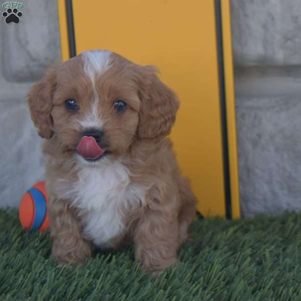 Master, Cavapoo Puppy