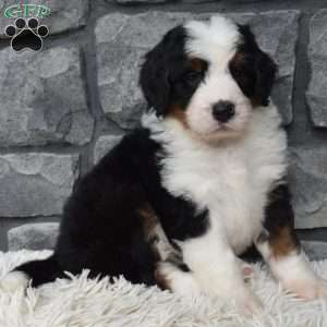 Cuddles, Mini Bernedoodle Puppy