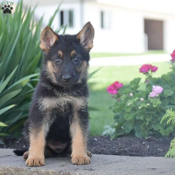 Caroline, German Shepherd Puppy