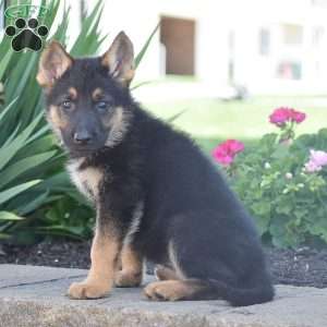 Caroline, German Shepherd Puppy