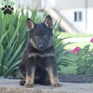 Claire, German Shepherd Puppy