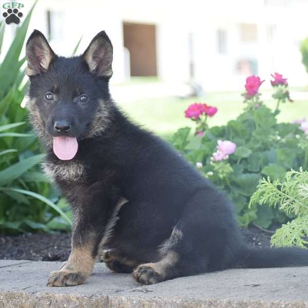 Claire, German Shepherd Puppy