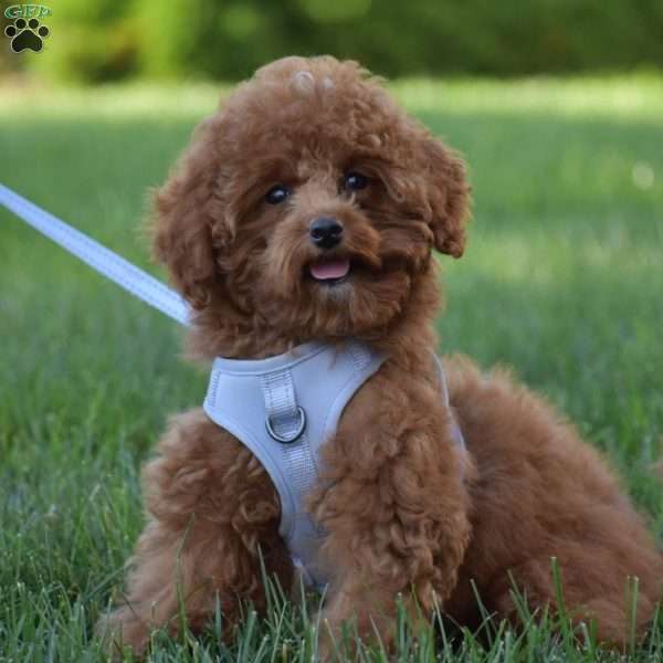 Tonya, Toy Poodle Puppy