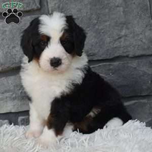 Cuddles, Mini Bernedoodle Puppy
