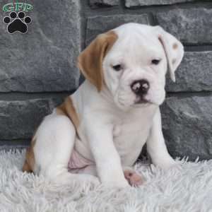 Abby, Beabull Puppy