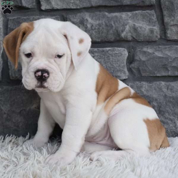 Abby, Beabull Puppy
