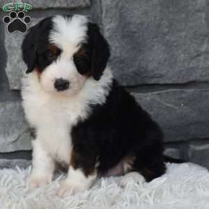 Cuddles, Mini Bernedoodle Puppy