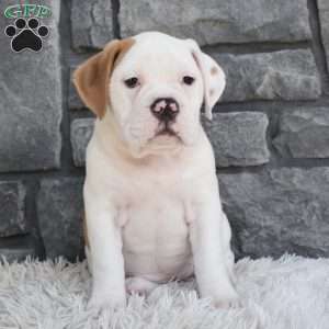 Abby, Beabull Puppy