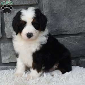 Cuddles, Mini Bernedoodle Puppy