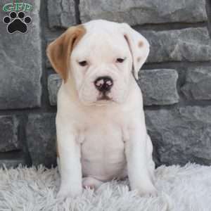 Abby, Beabull Puppy