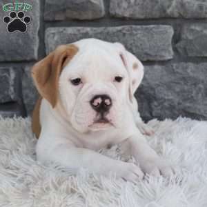 Abby, Beabull Puppy
