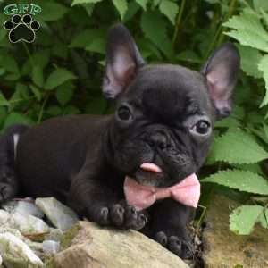 Precious, French Bulldog Puppy
