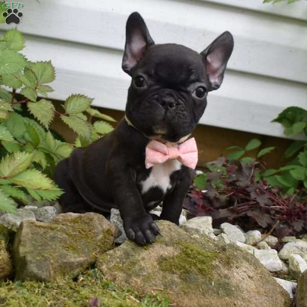 Precious, French Bulldog Puppy