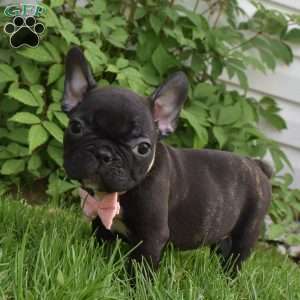 Precious, French Bulldog Puppy