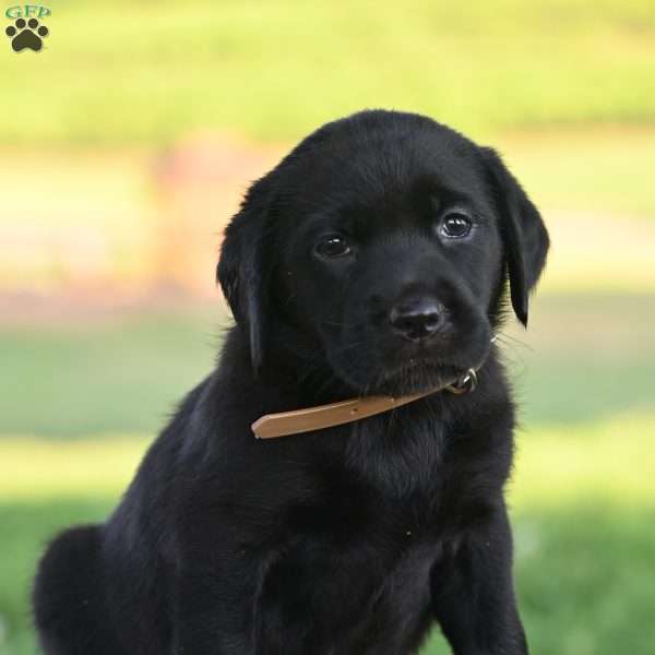 Marlee, Black Labrador Retriever Puppy