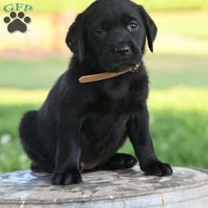 Marlee, Black Labrador Retriever Puppy