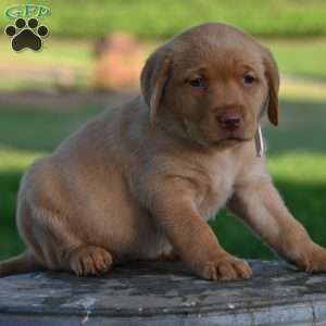 Molly, Fox Red Labrador Retriever Puppy