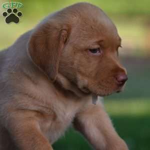 Molly, Fox Red Labrador Retriever Puppy