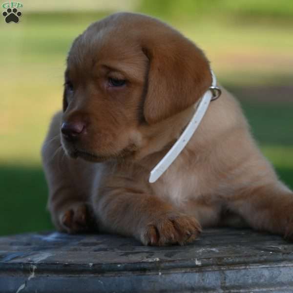 Molly, Fox Red Labrador Retriever Puppy