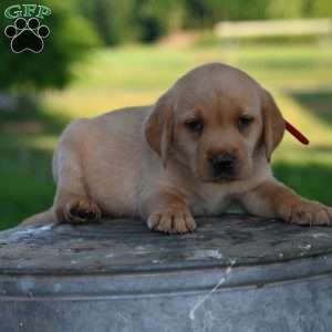 Denver, Fox Red Labrador Retriever Puppy