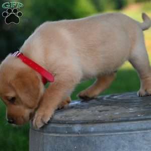 Denver, Fox Red Labrador Retriever Puppy