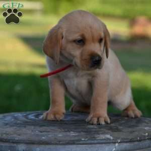 Denver, Fox Red Labrador Retriever Puppy