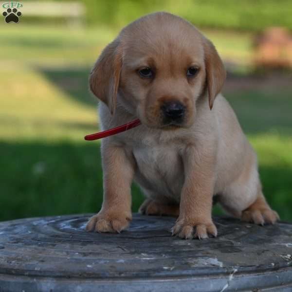 Denver, Fox Red Labrador Retriever Puppy