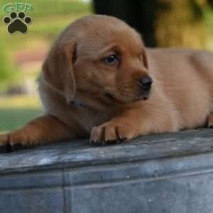 Denzel, Fox Red Labrador Retriever Puppy