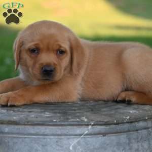 Denzel, Fox Red Labrador Retriever Puppy
