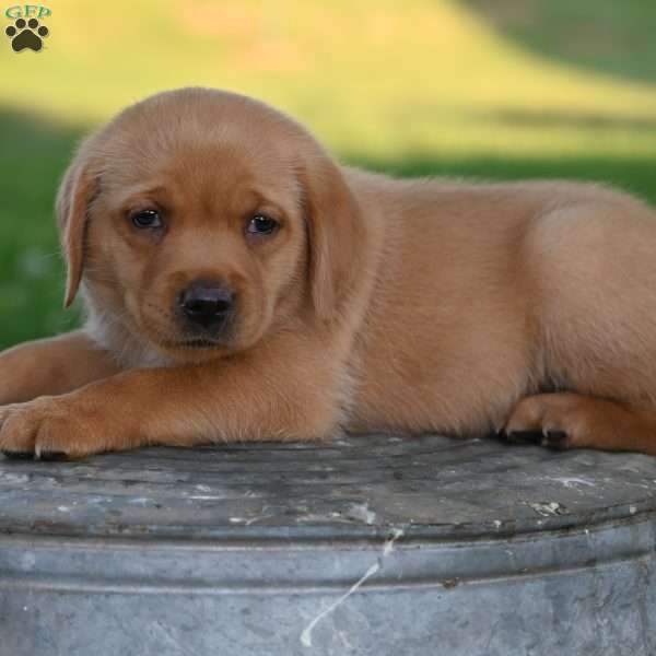 Denzel, Fox Red Labrador Retriever Puppy