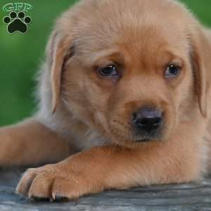 Denzel, Fox Red Labrador Retriever Puppy