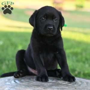 Diego, Black Labrador Retriever Puppy
