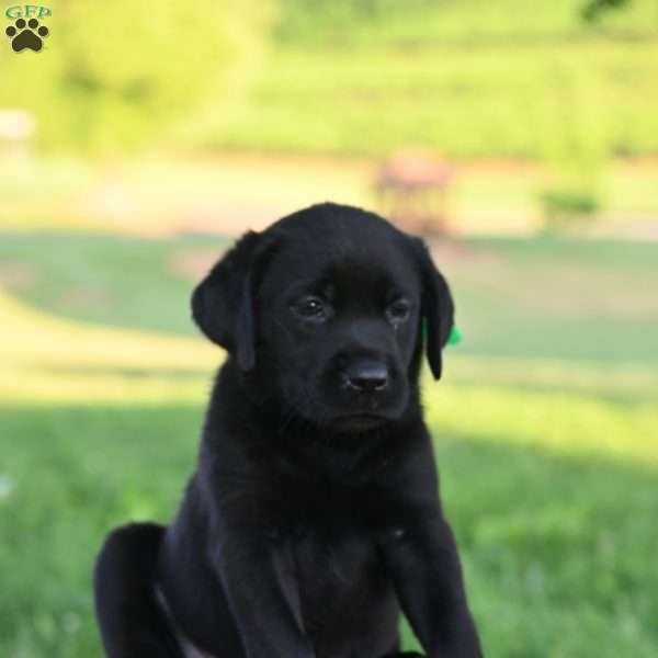 Diego, Black Labrador Retriever Puppy
