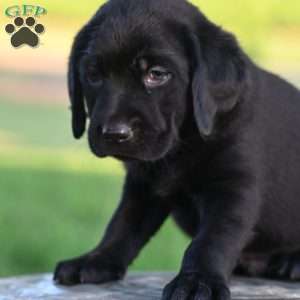 Dexter, Black Labrador Retriever Puppy