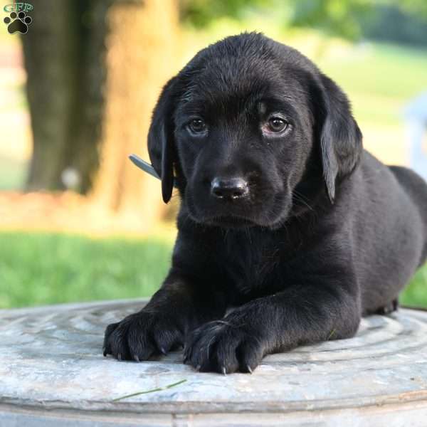 Dexter, Black Labrador Retriever Puppy