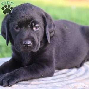 Dexter, Black Labrador Retriever Puppy