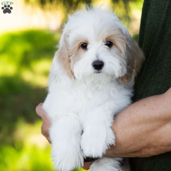 Latte, Cavapoo Puppy