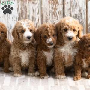Kylie, Mini Labradoodle Puppy