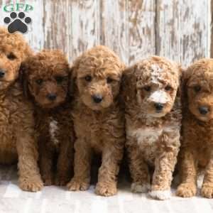 Krista, Mini Labradoodle Puppy