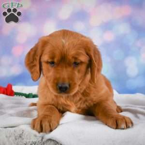 Lilly, Golden Retriever Puppy