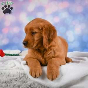 Lilly, Golden Retriever Puppy