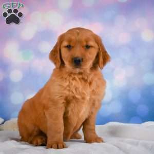 Lilly, Golden Retriever Puppy