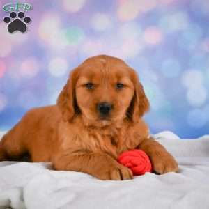 Lilly, Golden Retriever Puppy